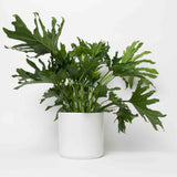 Potted Philodendron