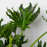 Potted Philodendron