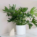 Potted Philodendron