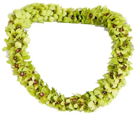 Specialty Green Orchid Lei