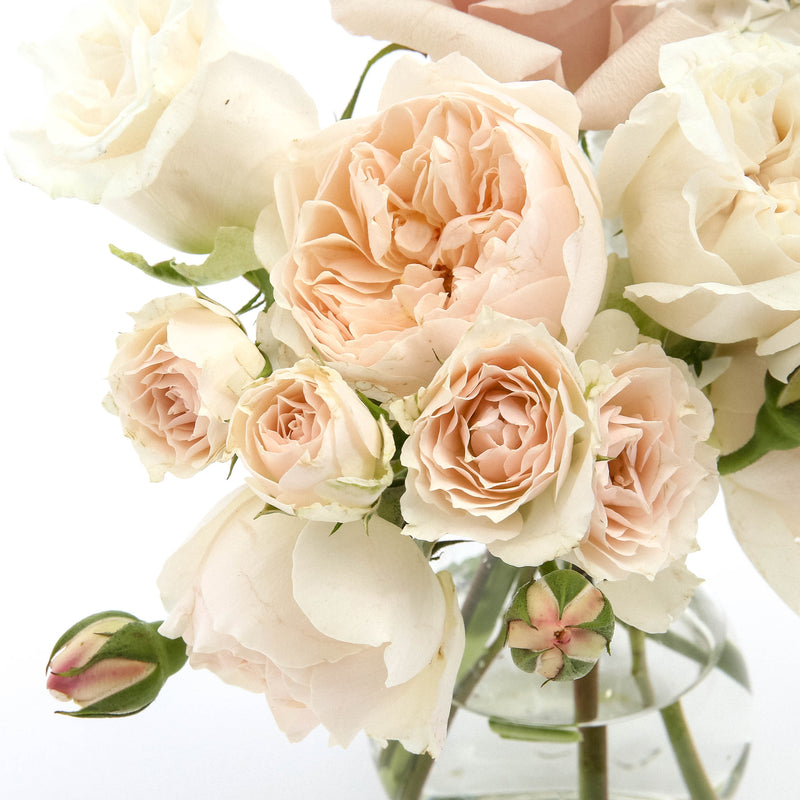 Bud Blush