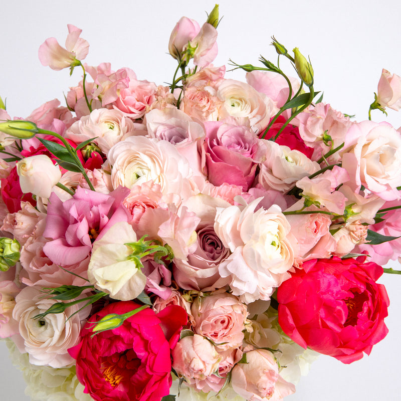 Grand Blushing Beauty