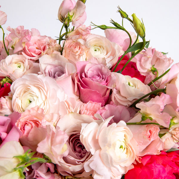 Grand Blushing Beauty