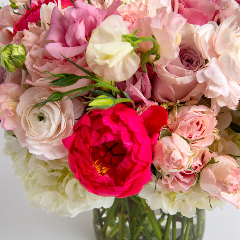 Grand Blushing Beauty