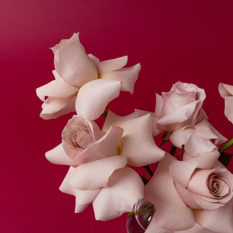 Blush Rosebud