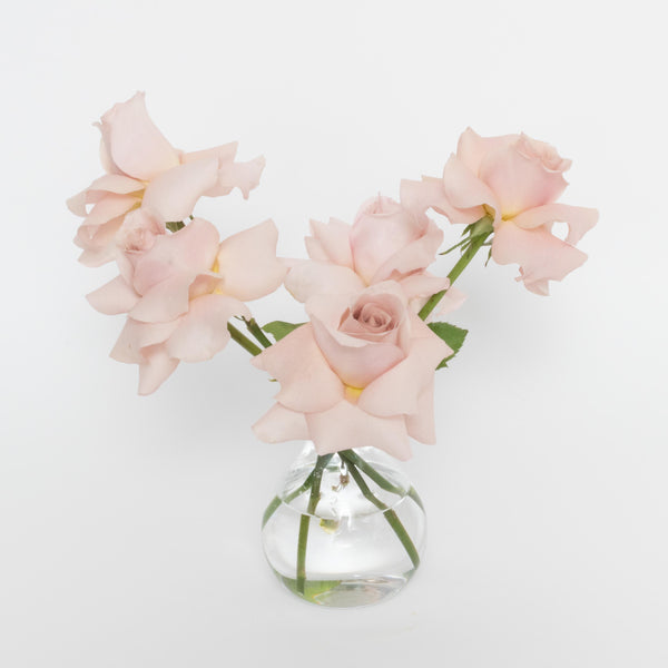 Blush Rosebud