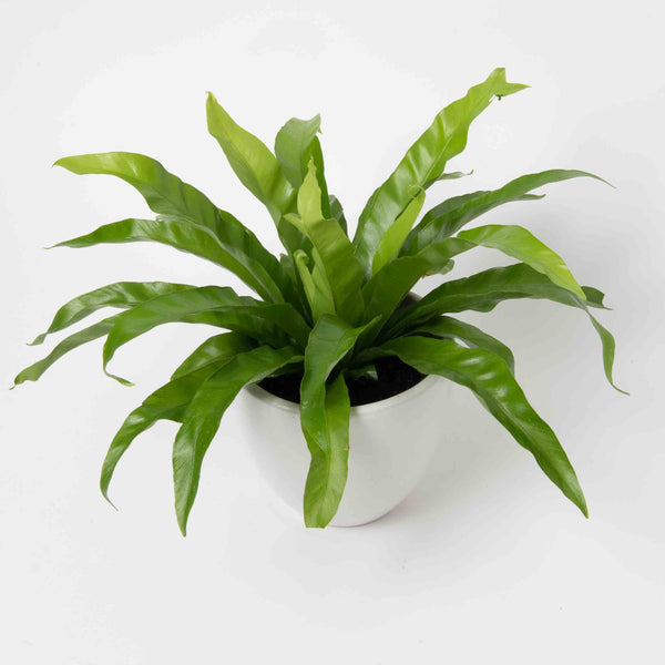 Bird's Nest Fern Plant