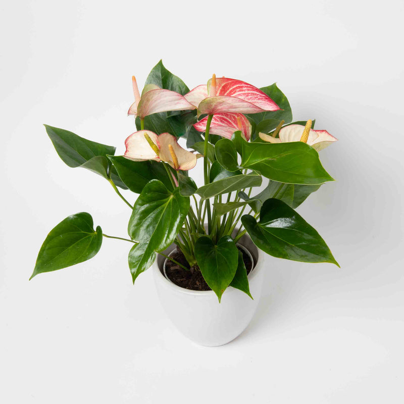 Variegated Pink & White Anthurium Plant