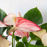 Variegated Pink & White Anthurium Plant