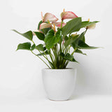 Variegated Pink & White Anthurium Plant