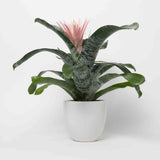 Bromeliad Aechmea Pink Plant
