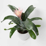 Bromeliad Aechmea Pink Plant