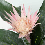 Bromeliad Aechmea Pink Plant