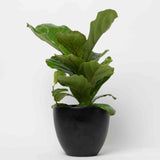 Fiddle Leaf Fig Plant
