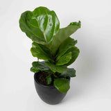 Fiddle Leaf Fig Plant