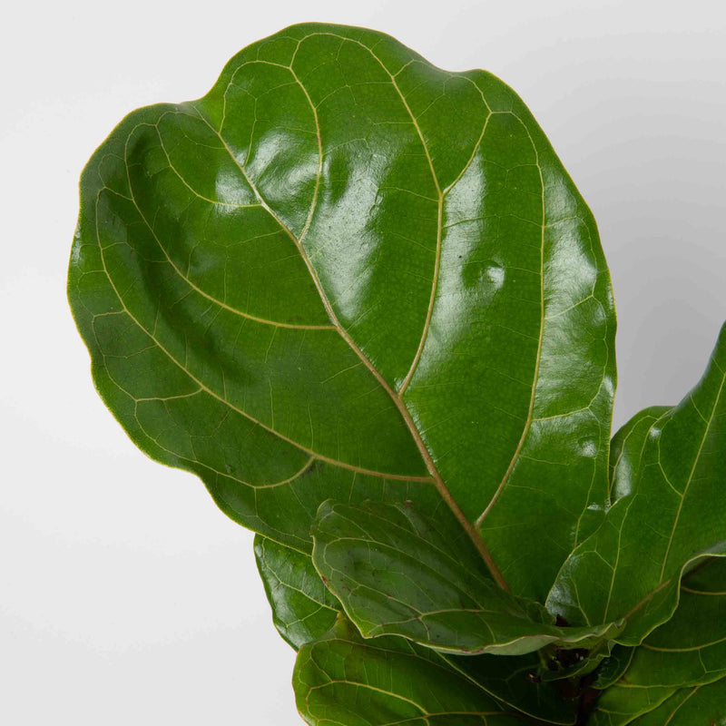 Fiddle Leaf Fig Plant
