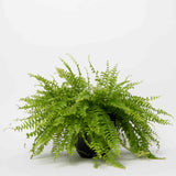Boston Fern Plant