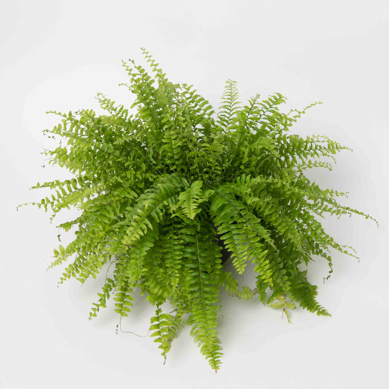 Boston Fern Plant