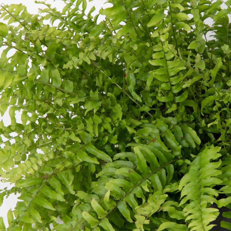 Boston Fern Plant