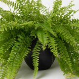 Boston Fern Plant