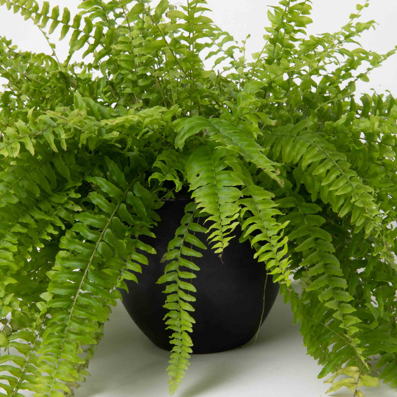 Boston Fern Plant