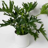 Potted Philodendron