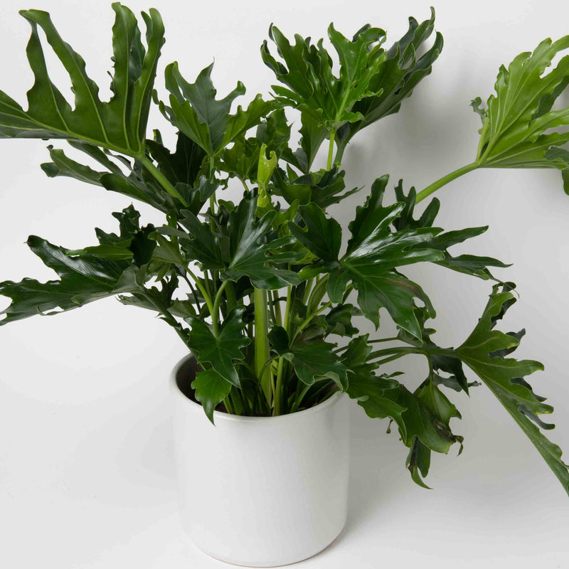 Potted Philodendron