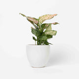 Aglaonema Lady Valentine Plant