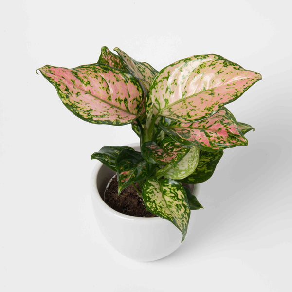 Aglaonema Lady Valentine Plant