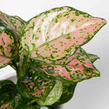 Aglaonema Lady Valentine Plant