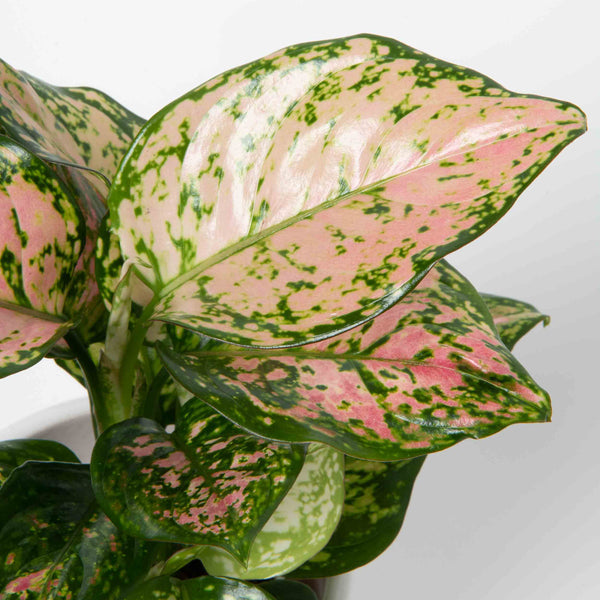 Aglaonema Lady Valentine Plant