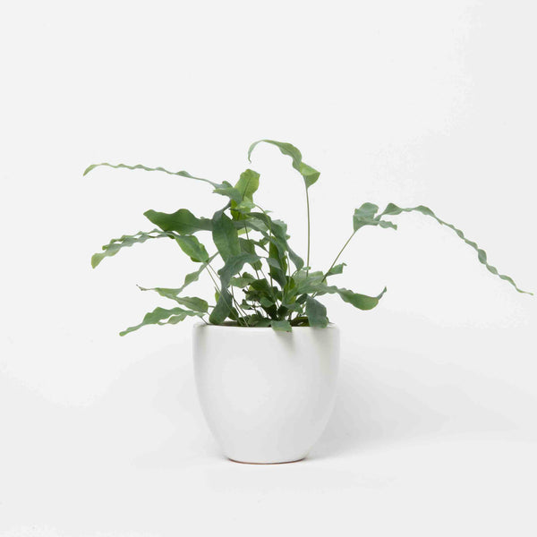 Bear's Paw Fern Plant