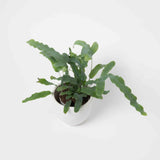 Bear's Paw Fern Plant