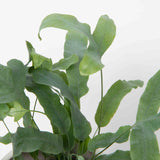 Bear's Paw Fern Plant