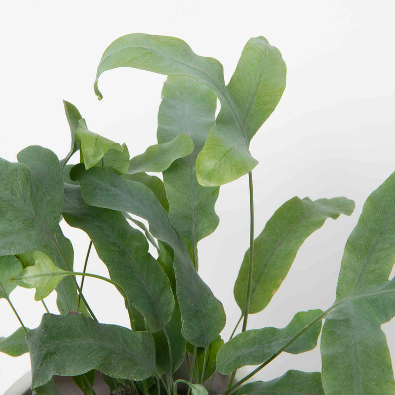 Bear's Paw Fern Plant