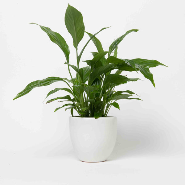 Peace Lily Plant