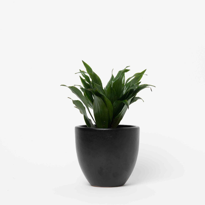 Janet Craig Dracaena Plant