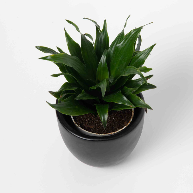 Janet Craig Dracaena Plant