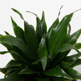 Janet Craig Dracaena Plant