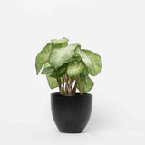 Caladium Plant