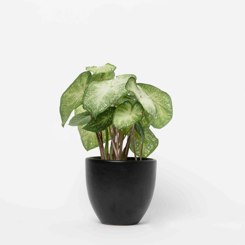 Caladium Plant