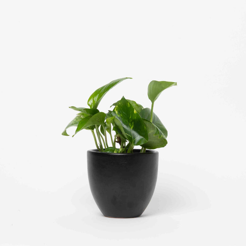 Pothos Plant