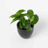 Pothos Plant