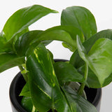 Pothos Plant