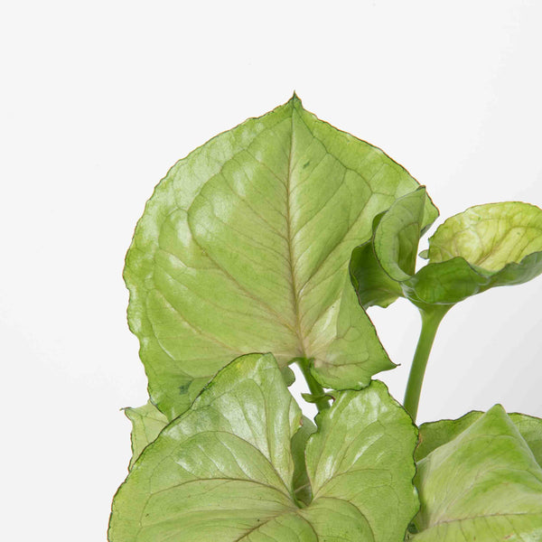 Arrowhead Plant