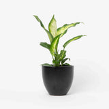 Diffenbachia Camille Plant