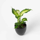 Diffenbachia Camille Plant