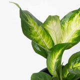Diffenbachia Camille Plant