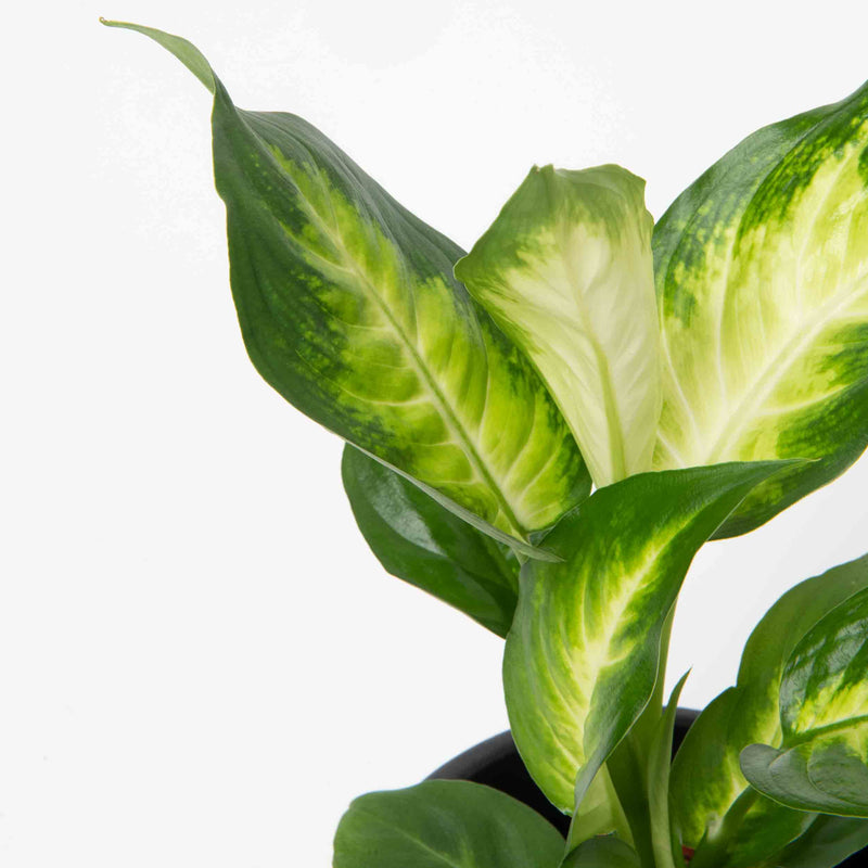 Diffenbachia Camille Plant