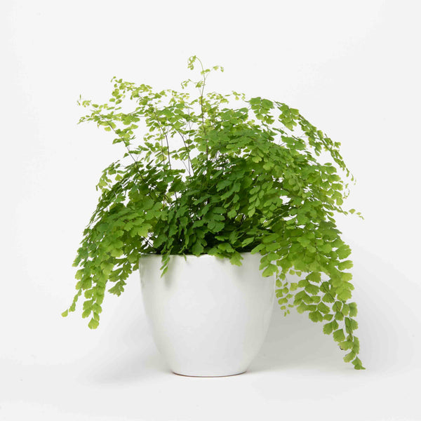 Medium Maidenhair Fern Plant